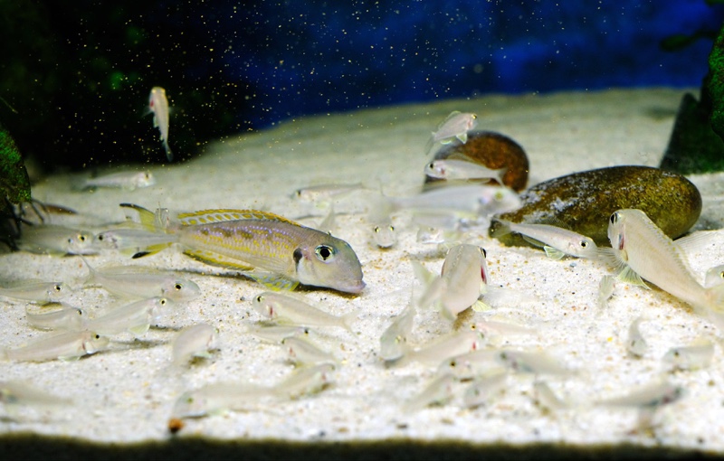 Xenotilapia singularis 'Kerenge Island'